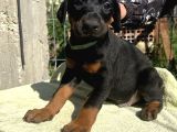 King Dobermanlar