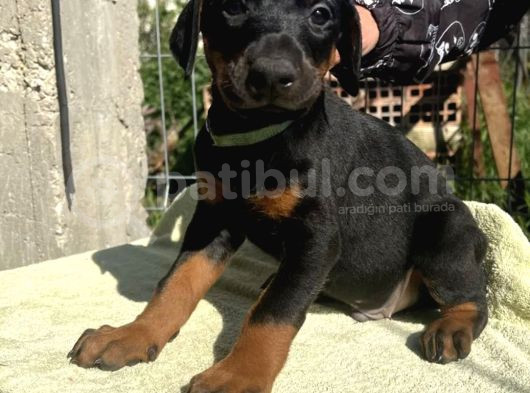 King Dobermanlar görsel