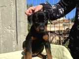 King Dobermanlar