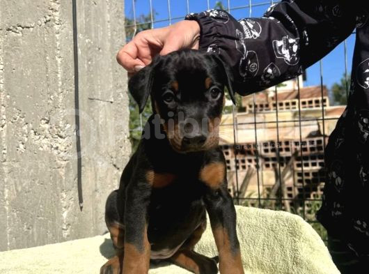 King Dobermanlar görsel