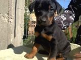 King Dobermanlar