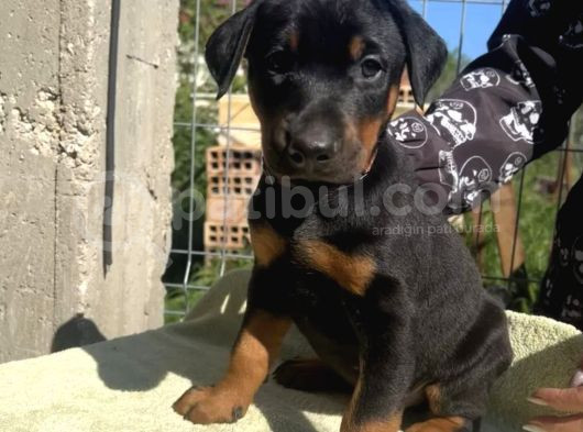 King Dobermanlar görsel