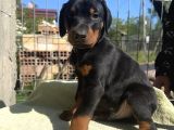 King Dobermanlar