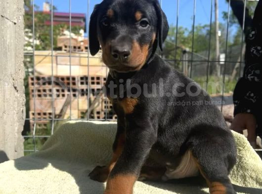 King Dobermanlar