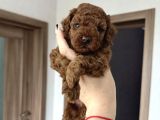Toy Poodle bebekler