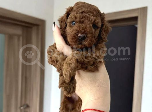 Toy Poodle Bebekler