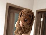 Toy Poodle Bebekler