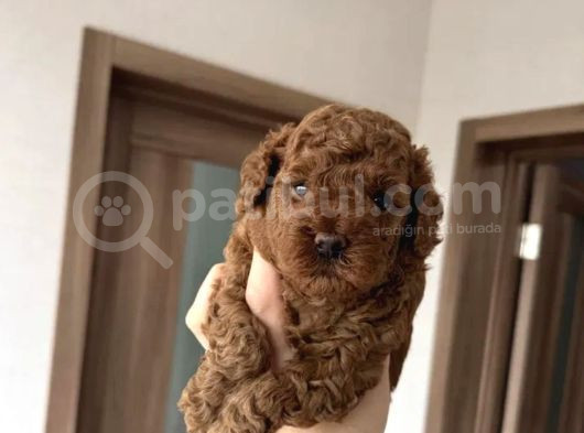 Toy Poodle Bebekler görsel