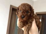 Toy Poodle Bebekler