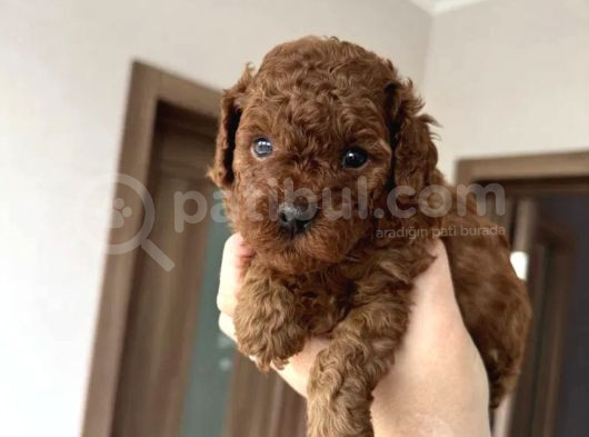 Toy Poodle Bebekler görsel
