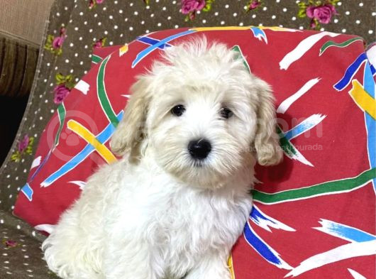 Maltipoo görsel