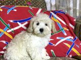 Maltipoo