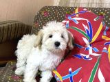 Maltipoo