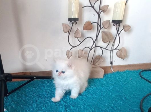 Pamuk Bebekler görsel