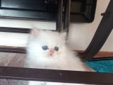 Pamuk Bebekler