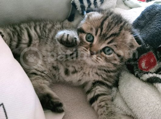 7 Haftalık Evde Büyüyen Aile Dostu Melekler görsel