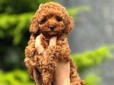 Toy Poodle