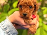Peluş Görünüm Sağlık Ve Irk Garantili Toy Poodle Yavrularım