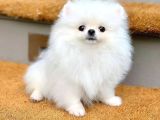 Pomerrian Boo Yavrularımız