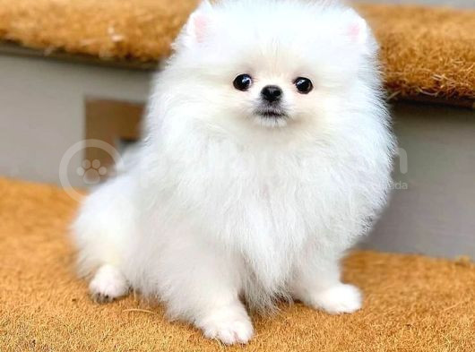Pomerrian Boo Yavrularımız görsel