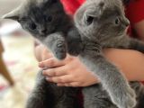 Scottish Fold yavrular
