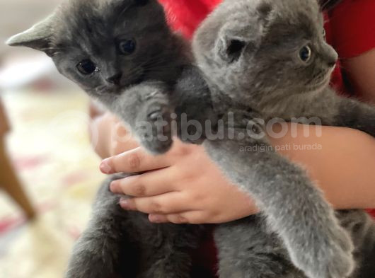 Scottish Fold Yavrular