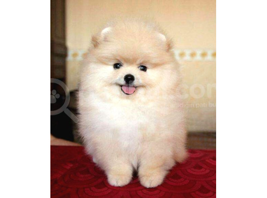 Tedy Bear Pomerri̇an Boo Yavrumuz görsel