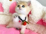 Acil Çok Uyguna Golden Ny12 Brıtısh Shorthair