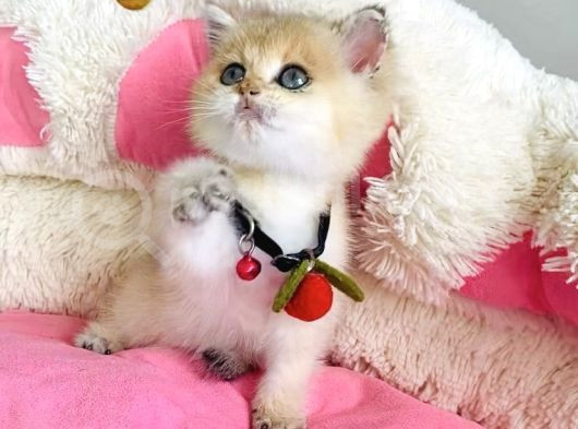 Acil Çok Uyguna Golden Ny12 Brıtısh Shorthair görsel