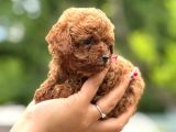 Teacup Poodle Yavrularımız