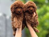 Toy Poodle