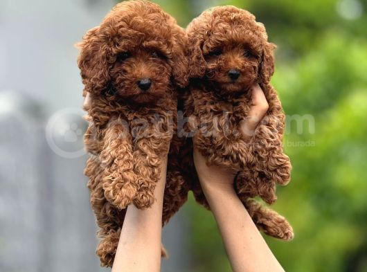 Toy Poodle görsel