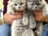 Hari̇ka Güzelli̇kte Bri̇ti̇sh Shorthai̇r Yavrularim