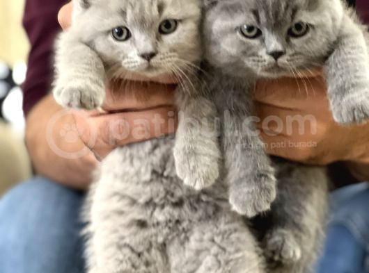 Hari̇ka Güzelli̇kte Bri̇ti̇sh Shorthai̇r Yavrularim görsel