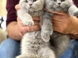 HARİKA GÜZELLİKTE BRİTİSH SHORTHAİR YAVRULARIM