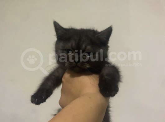 British Shorthair görsel