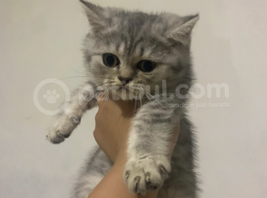British Shorthair görsel