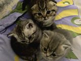 7 Haftalık Evde Büyüyen Aile Dostu Melekler