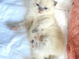 Yavru Kedi