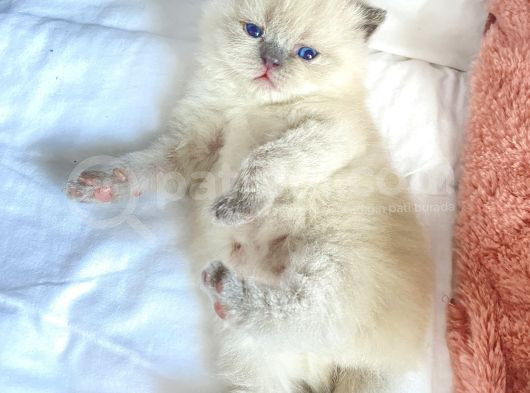 Yavru Kedi görsel