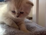 Yavru Kedi