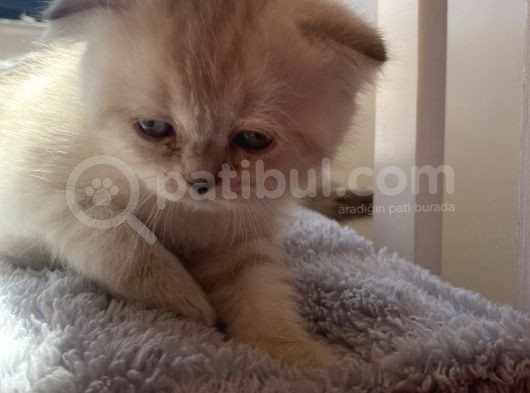 Yavru Kedi görsel