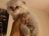Yavru kedi