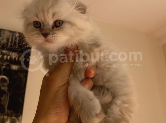 Yavru Kedi