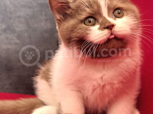 Bicolor Bebekler 