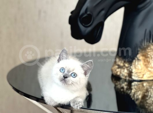 A Kali̇te Bri̇ti̇sh Shorthai̇r Blue Poi̇nt Yavrum