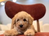 Maltipoo bebeklerim