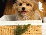 Show Kalite Maltipoo Dizayn Irk Yavrular