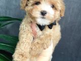 Tüy Dökmeyen Koku Yapmayan Irk Maltipoo