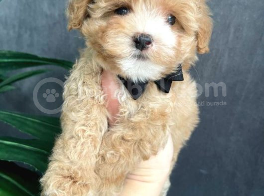 Tüy Dökmeyen Koku Yapmayan Irk Maltipoo görsel